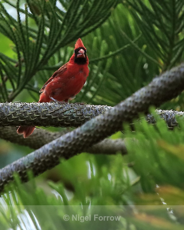 Northern Cardinal (male), frontal view, Hakalau, Hawaii - Northern Cardinal