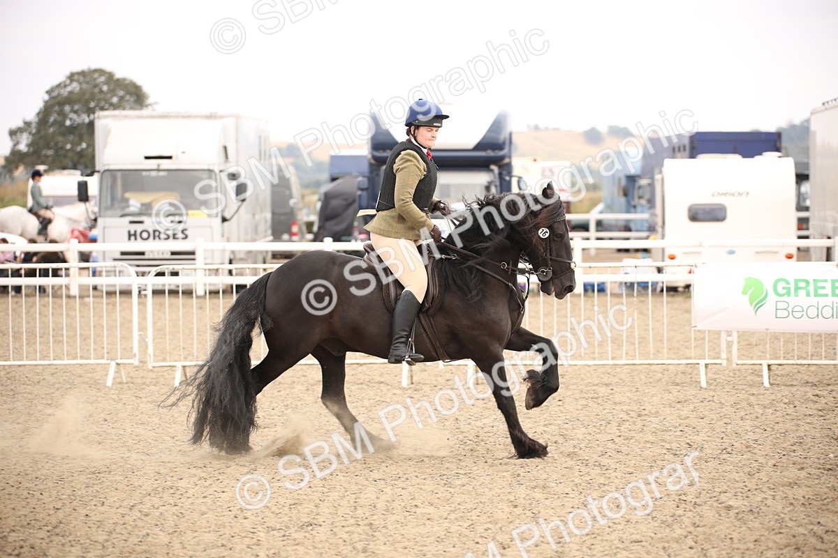 SBM_16189 - Class 409a - Working Veteran 80cm (15-19)