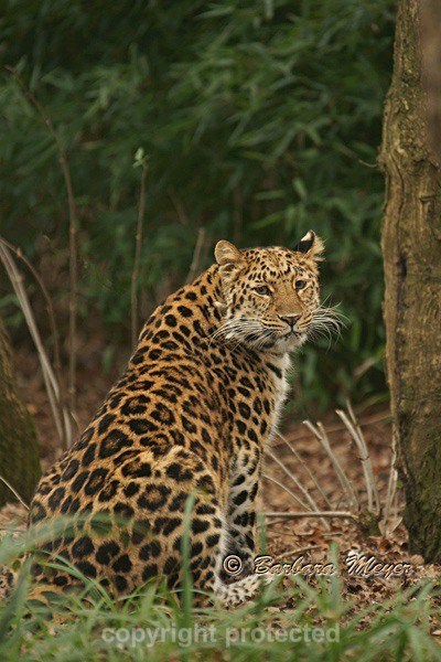 Amur Leopard - Amara being watchful (Cotswold WP) - Amur Leopards