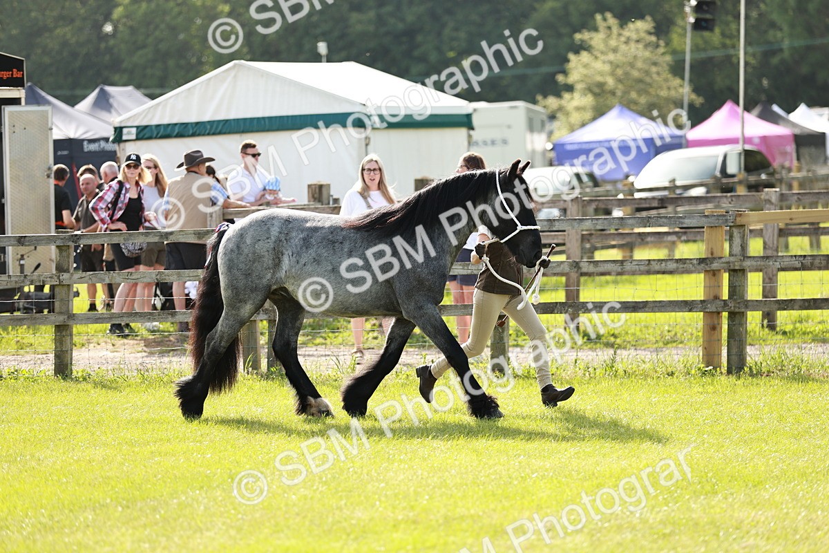 SBM_00701 - Class 14-23 - Mountain & Moorland In Hand Non Welsh