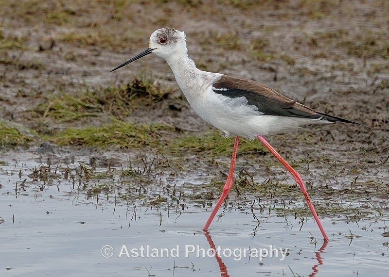 Astland Photography, Bird and Wildlife Images, Susan and Peter Wilson, U.K.