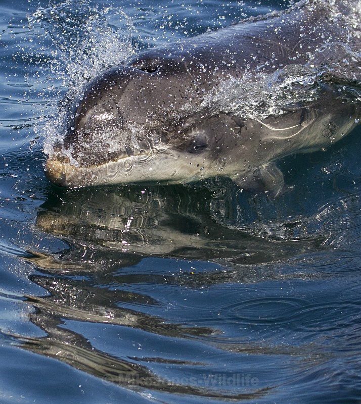Bottlenose Dolphin, Isle of Mull, Scotland - FAVOURITES WILDLIFE GALLERY. Selected images from the wildlife collections.