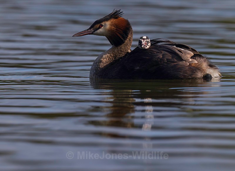 Great Crested Grebe chicks(Humbugs) - Grest Crested Grebe chicks (Humbugs)
