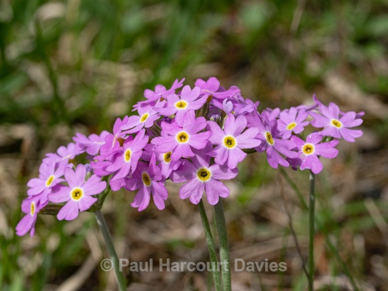 Birdseye primrose (Primula farinosa)  - Wild Flowers