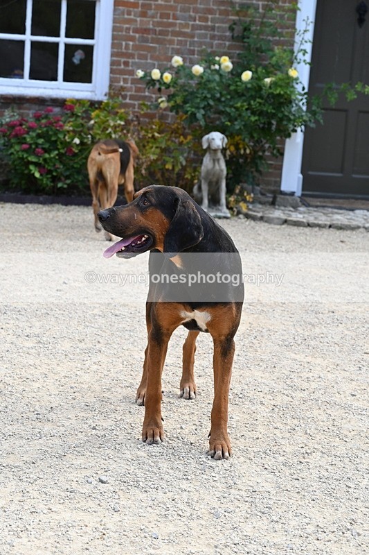 WJ6_3904 - Berks & Bucks - The Old farmhouse - Hound Exercise 20-08-25