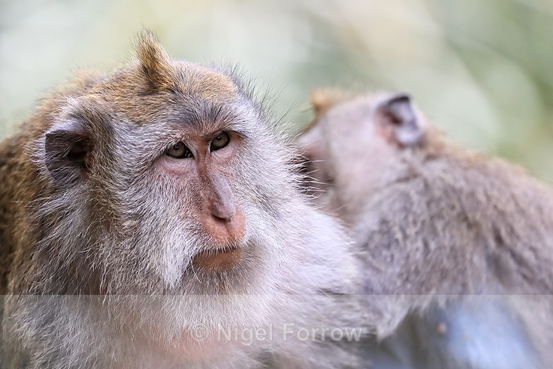 Crab-eating Macaque portrait, Ubud, Bali - Monkey