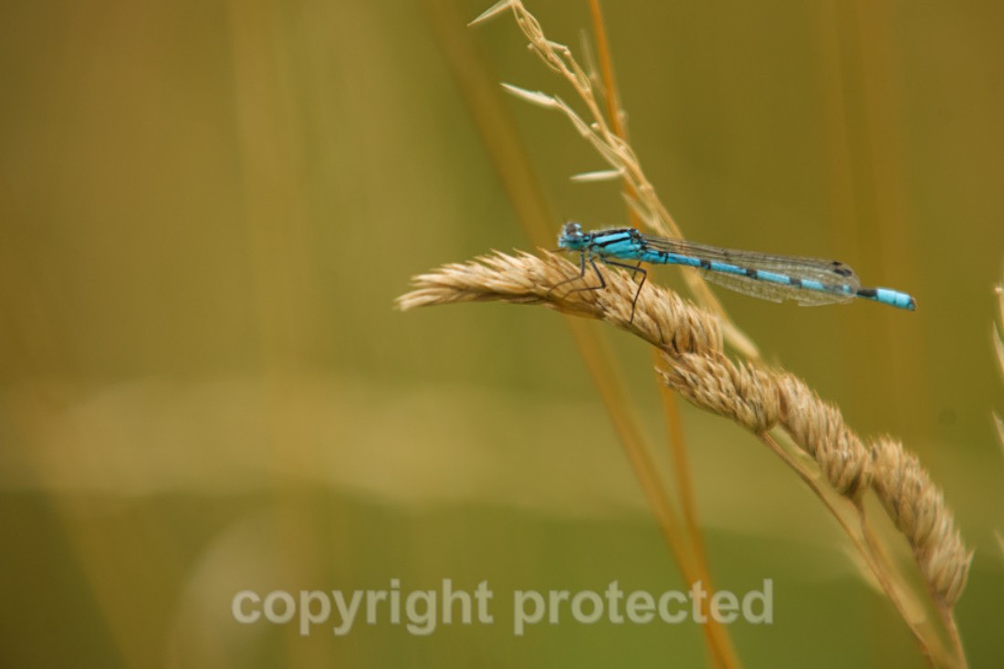 Common Blue Damsel - Foxearth Meadows - Suffolk - Invertebrates