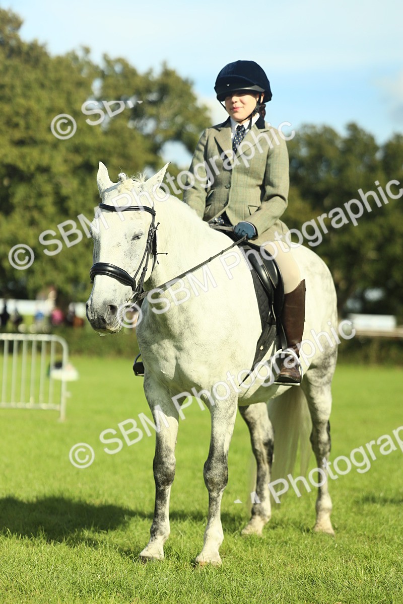 SBM_49900 - S32 - Novice & Newcomers Working Hunter
