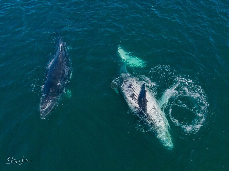 A Pair of Humpbacks Relaxing 9. DJI_0271 - 2025 Drone photos
