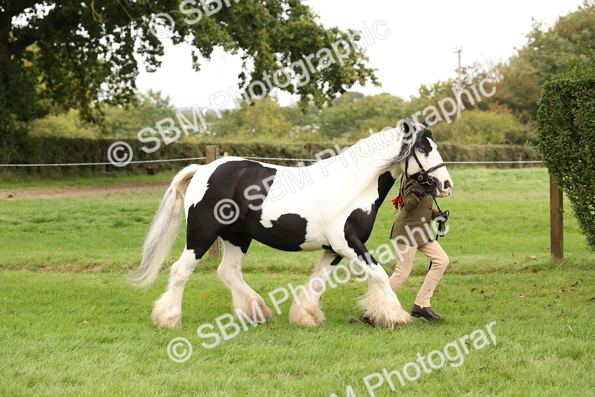 SBM_59245 - S57 - Traditional Cob In Hand