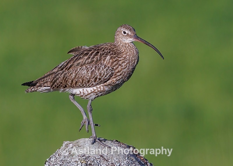 Curlew - Latest Images