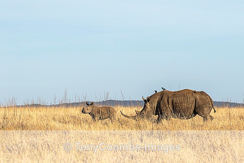 Black Rhino & calf - Lewa ~ Other Mammals
