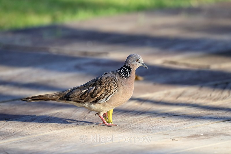 Spotted Dove on pool decking, Stranded Villas, Ubud, Bali - Spotted Dove