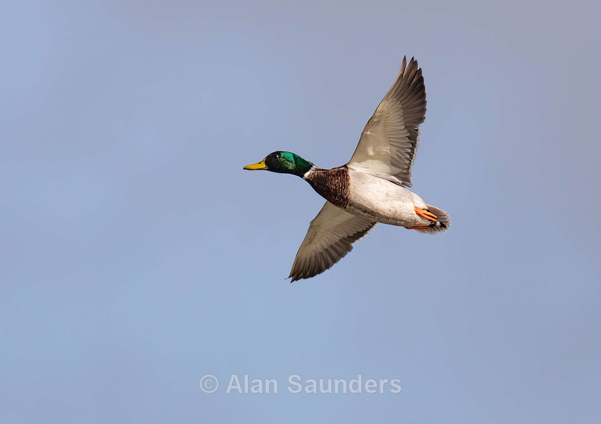 Mallard 4
