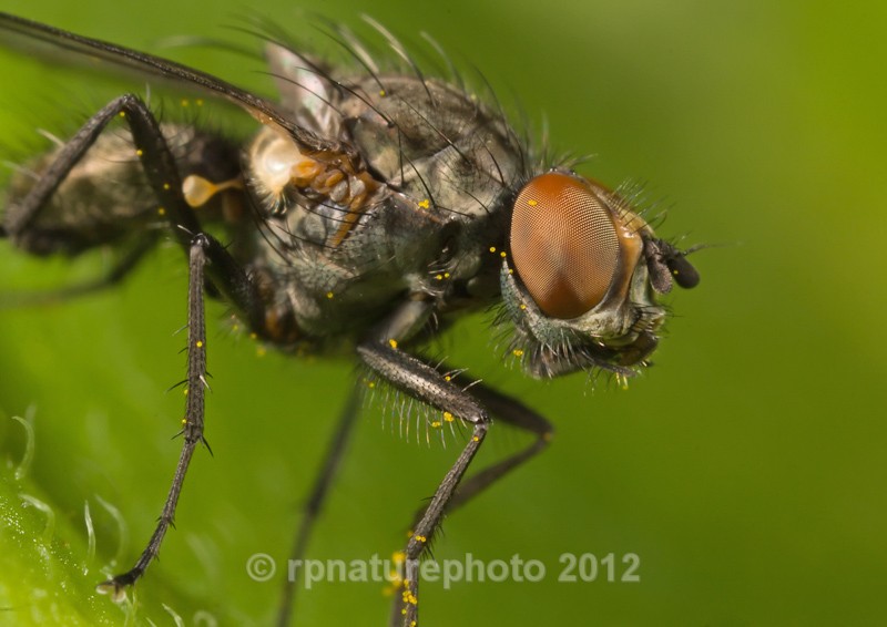 Fly up close RPNP0112 - Insects & Spiders