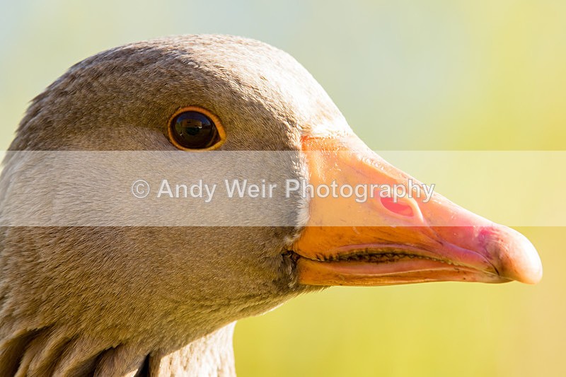 20150503-8E0A9045 - Geese