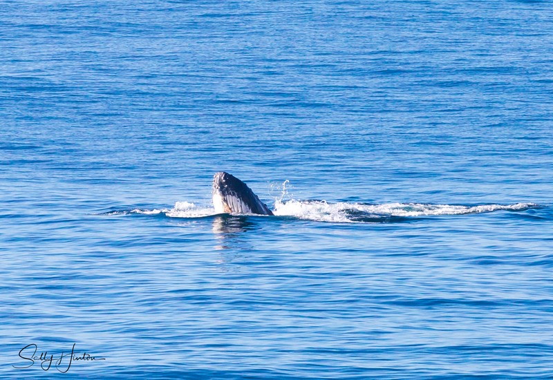 Humpbacks 2