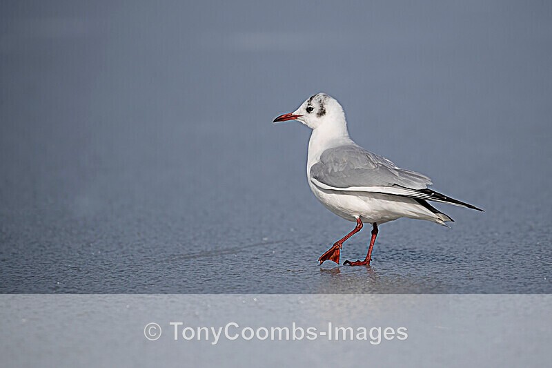 Black-headed Gull - Lake Kerkini