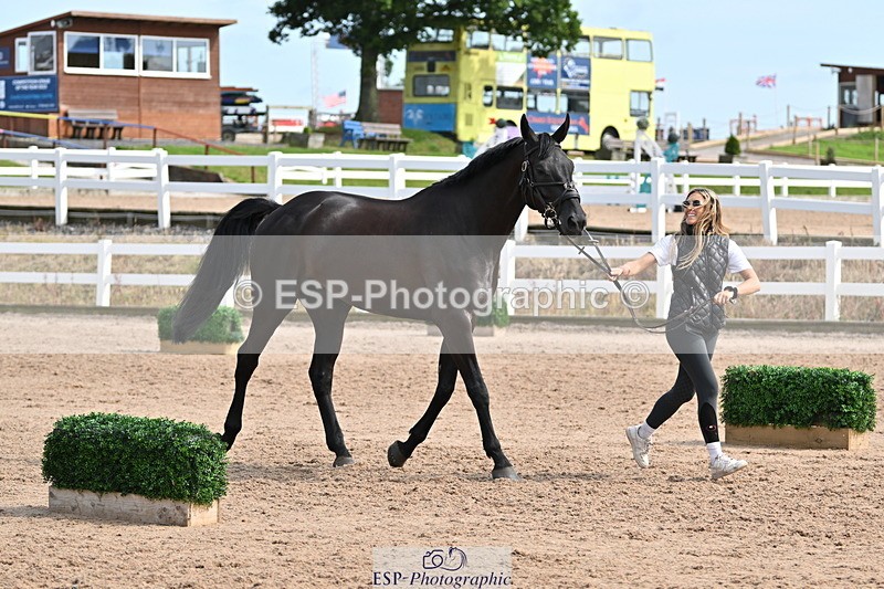 240717A-161625-03398 - Trot Up 4pm to 5pm