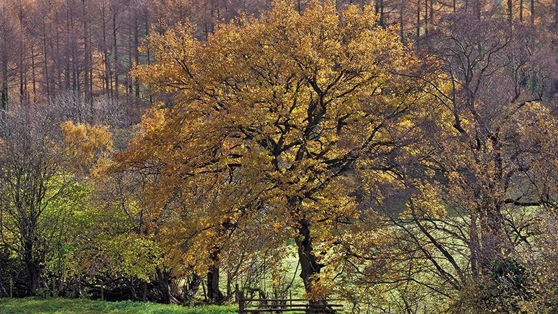 Autumn 6 Tree n Gate_6545 - Earth Element