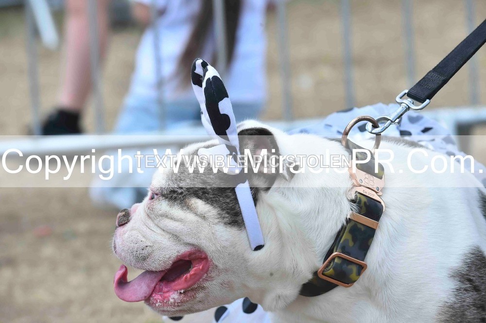SH4_0286 - Dog show.
