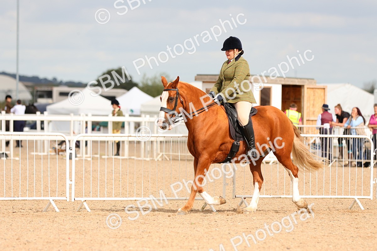 SBM_15551 - Class 214 - Ridden Show Cob