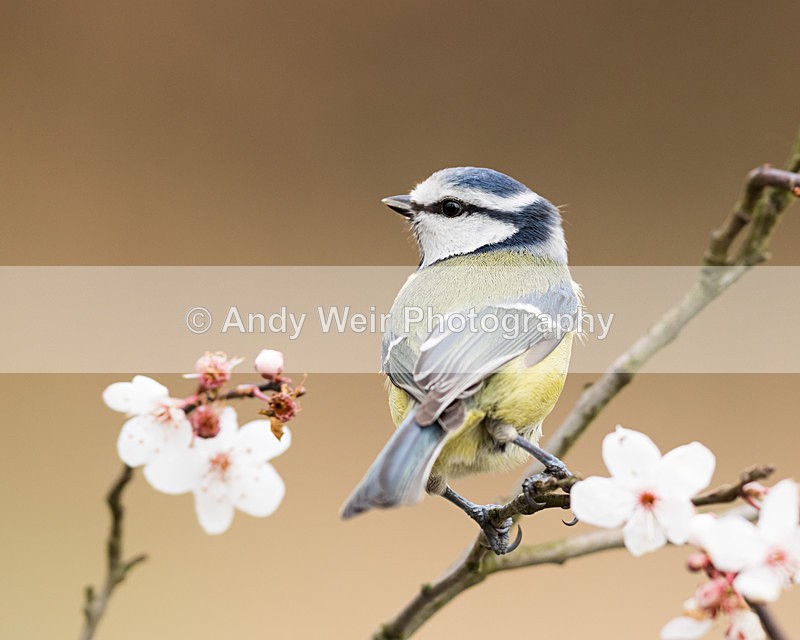 20160227-8E0A2437 - Blue Tit