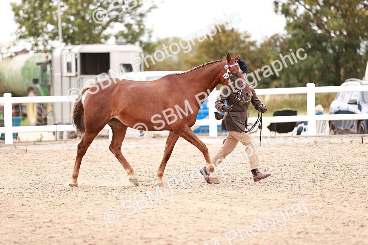 SBM_16918 - Class 415 - Horse-Pony Judge would most like to take home