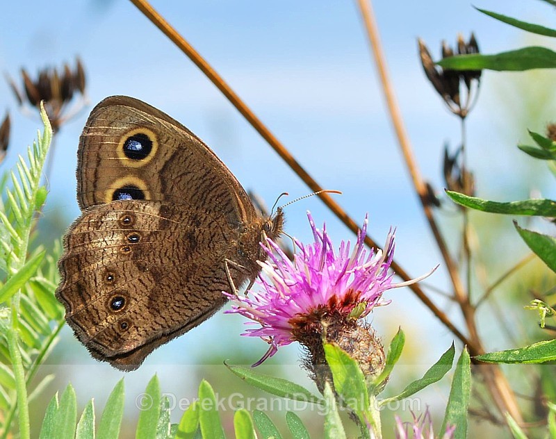Common Wood-nymph - 2 - Butterflies & Moths of Atlantic Canada