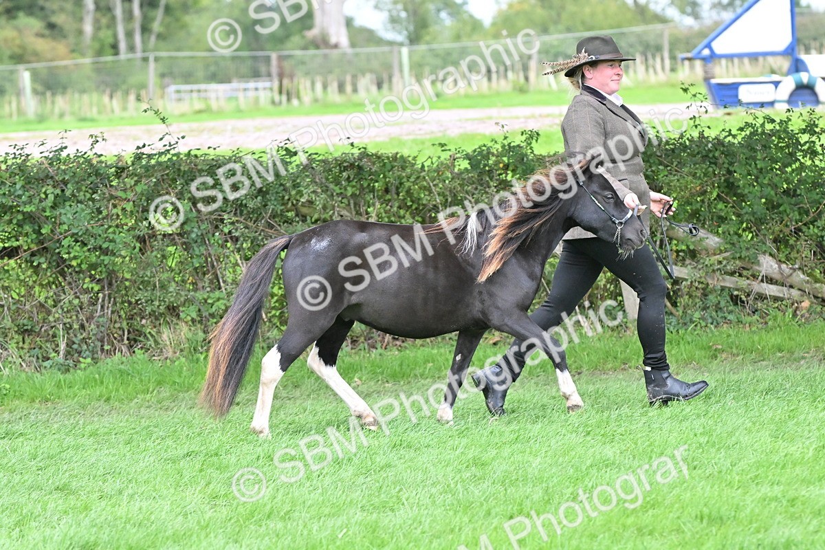 SBM_64941 - S50 - Show Pony & Show Hunter Pony In Hand