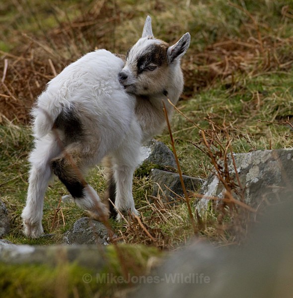 KID MOUNTAIN GOAT - MOUNTAIN GOATS (WELSH)