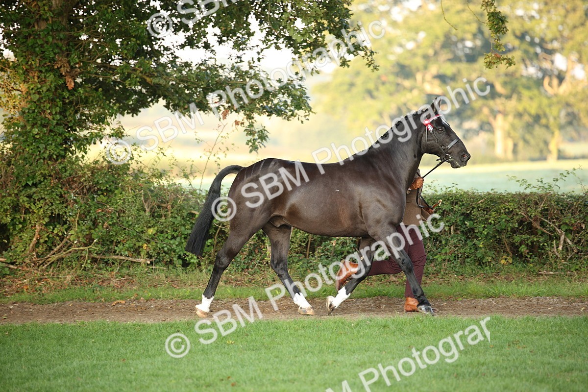 SBM_56820 - S49 - Riding Horse & Hack & Thoroughbred In Hand