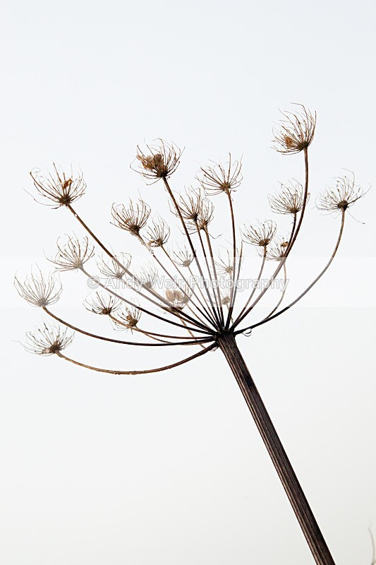20130113-_MG_1442 - Plants and Flowers