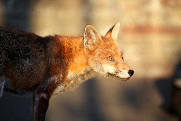  - Urban Foxes, Bristol, Great Britain