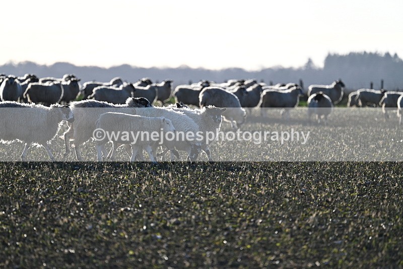 WJ7_4039 - Home