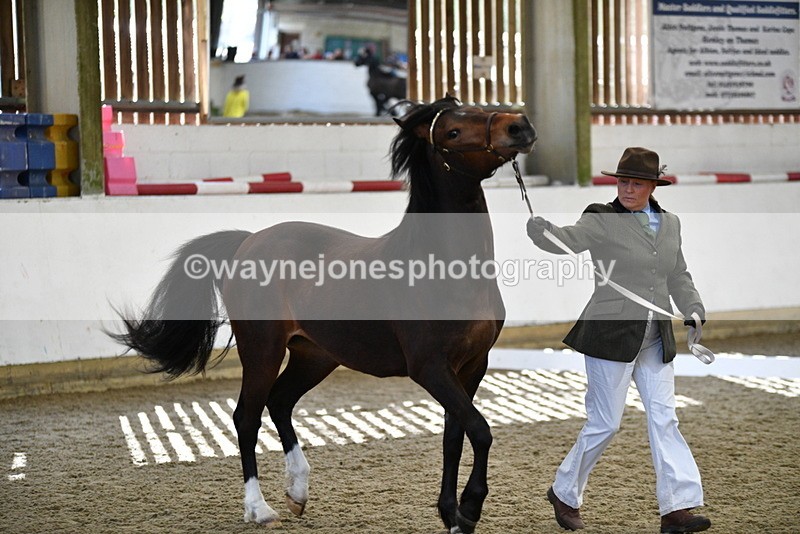 WJ5_4375 - Class 6 In hand M&M - Large Breeds