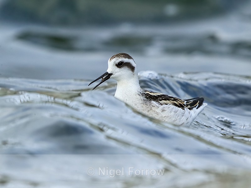 Red-necked Phalarope - open bill, Farmoor - Red-necked Phalarope