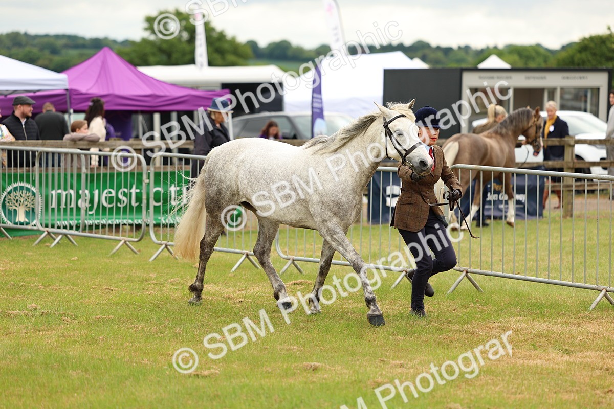SBM_04177 - Class 64-67 - Shetland Pony In Hand