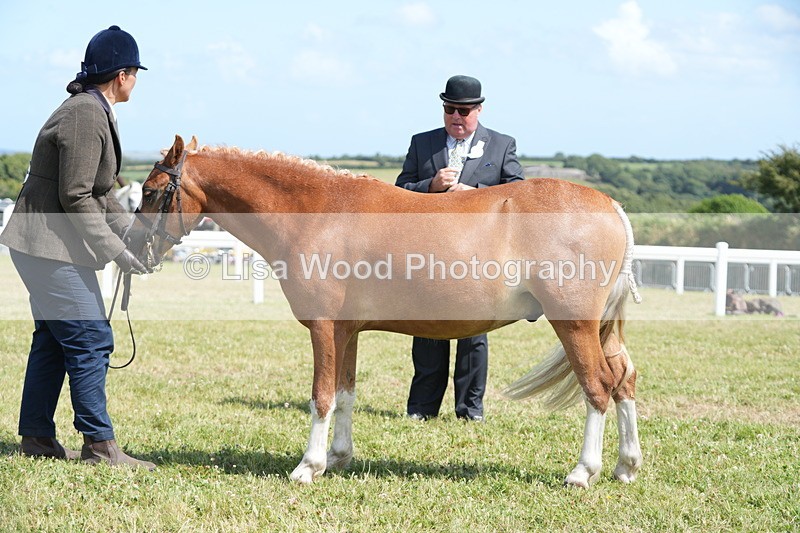 DSC07311 - Class 68: NPS SHP Youngstock