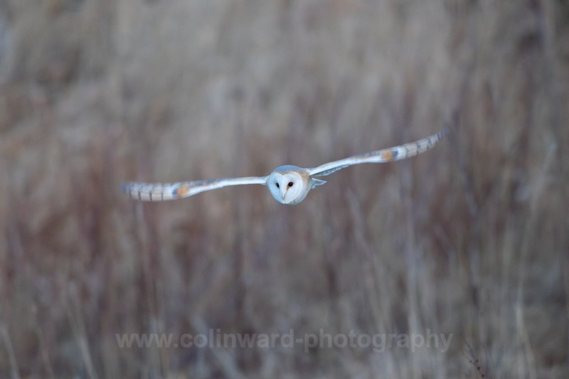 Barn Owl at dusk.   ref 2885 - macro and nature.