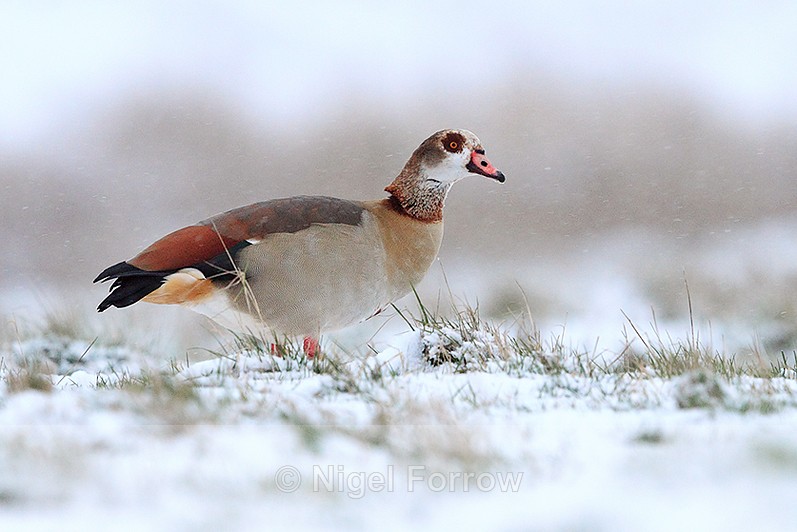 Egyptian Goose in a snowy field at Salthouse Marshes - Egyptian Goose