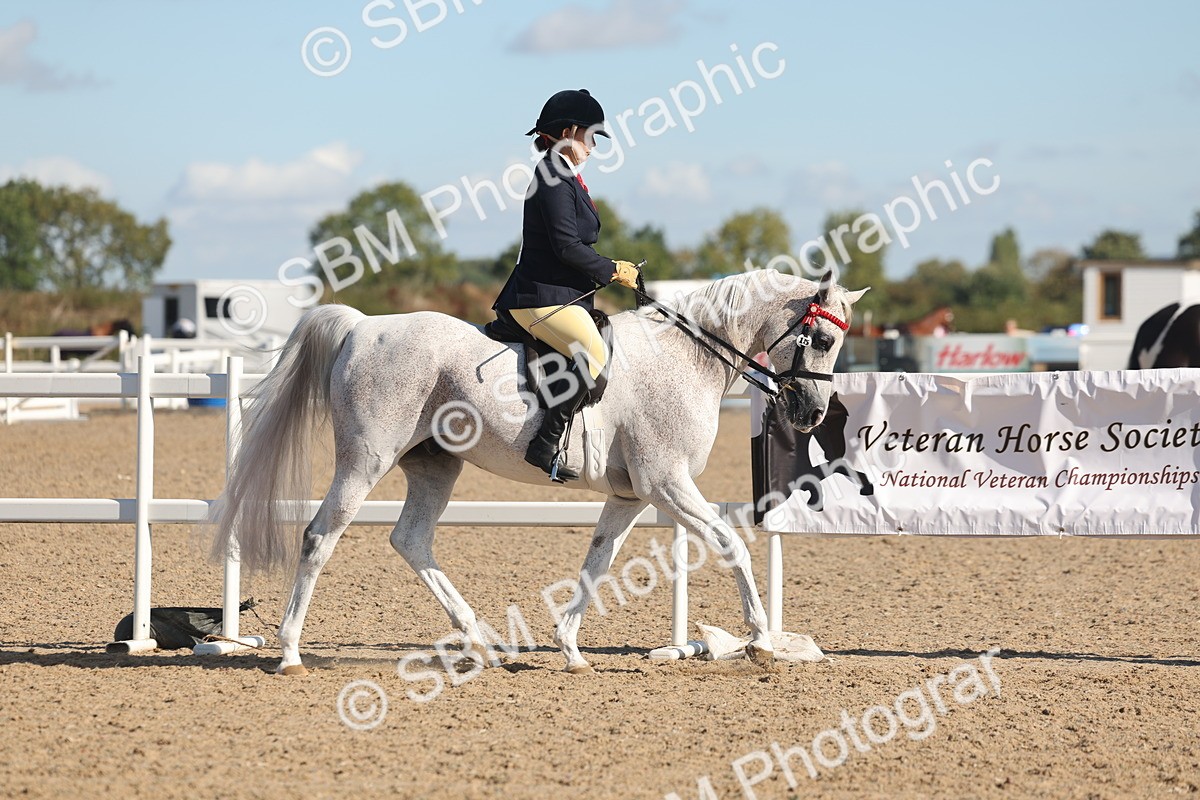 SBM_12982 - Class 305 - Ridden Foreign Breed Pure Bred