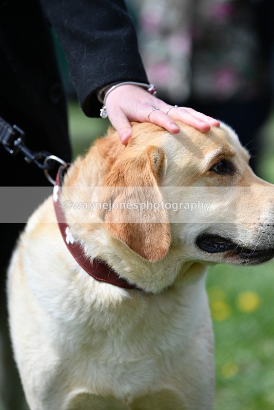 WJ5_9791 - Class 3 Most Handsome Dog