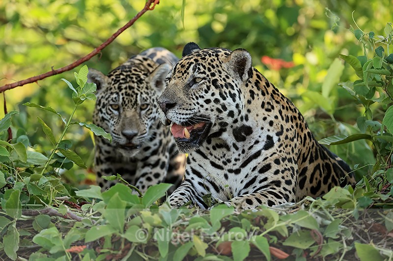 Jaguar mother joined by cub, Rio Sao Lourenco, Mato Grosso, Brazil - Jaguar