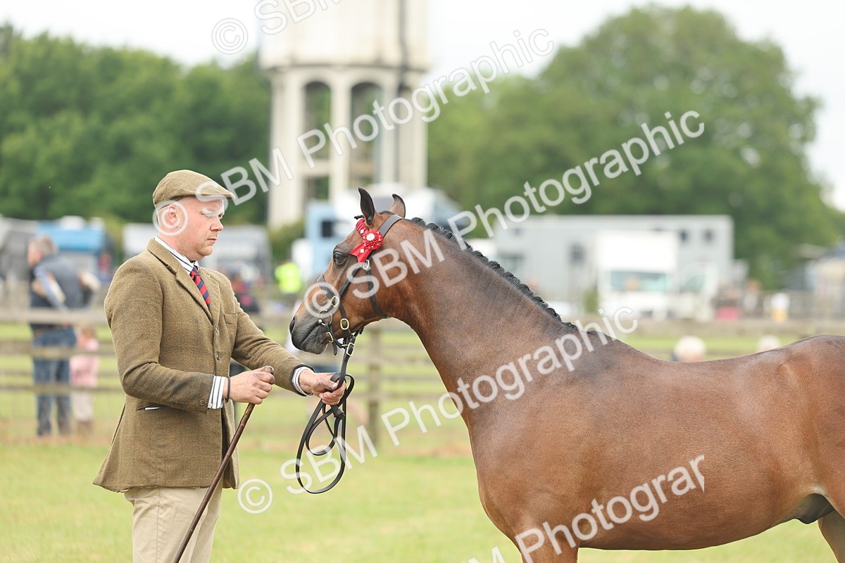 SBM_05418 - Class 68-73 - Riding Pony Breeding