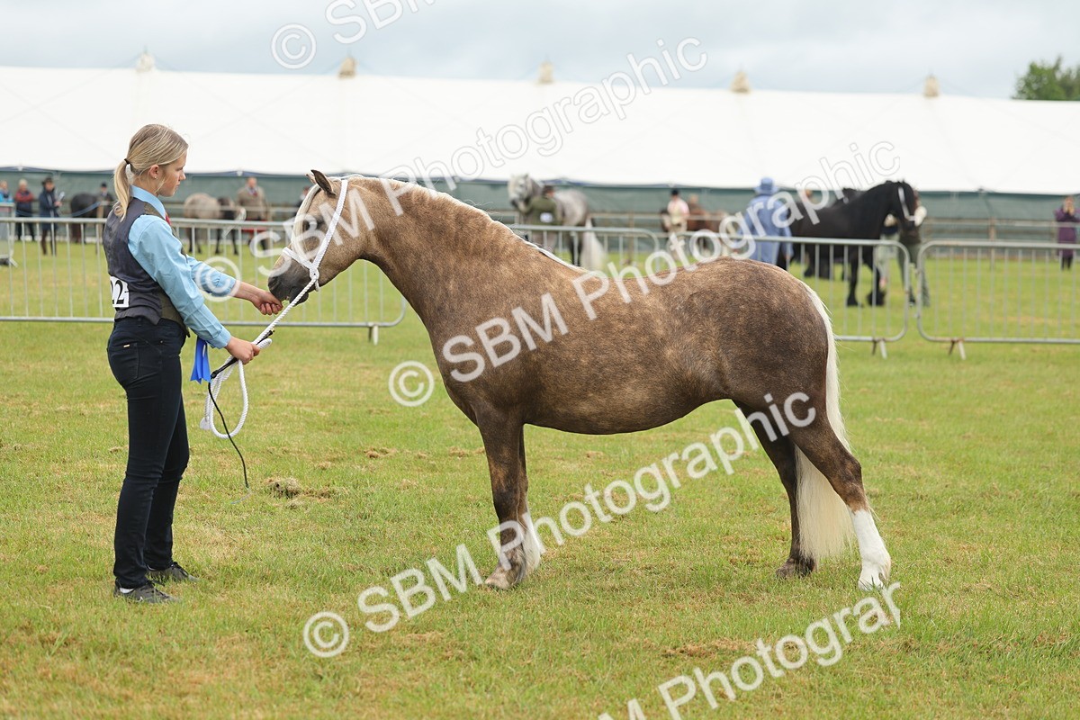 SBM_01642 - Class 50-57 - M&M Welsh Pony In Hand