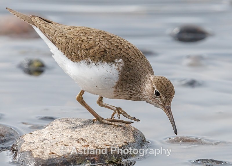 Common Sandpiper - Latest Images