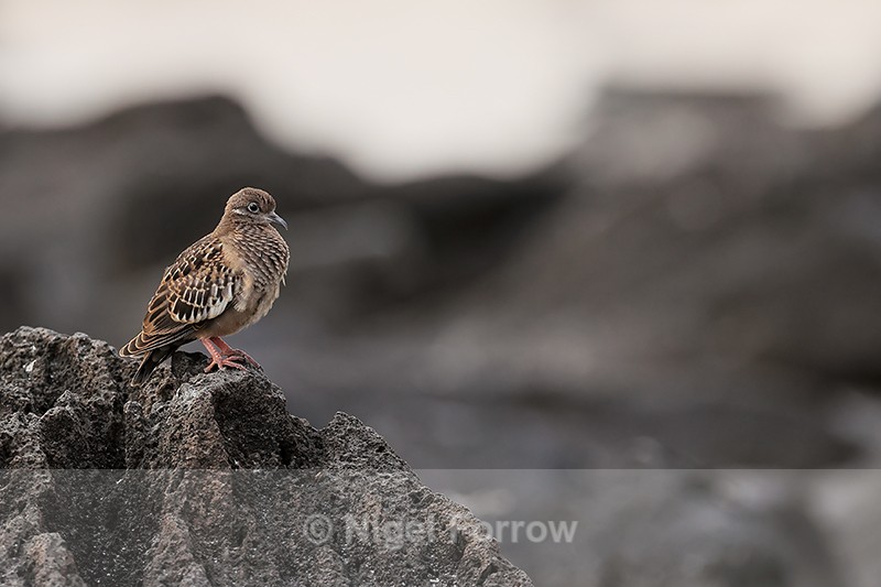 Galapagos Dove (juvenile) & lava rocks, Espanola, Galapagos - Galapagos Dove