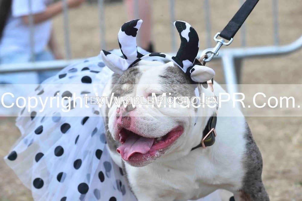 SH4_0281 - Dog show.