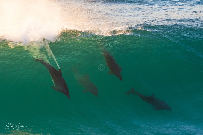Surfing Dolphin style - Dolphins
